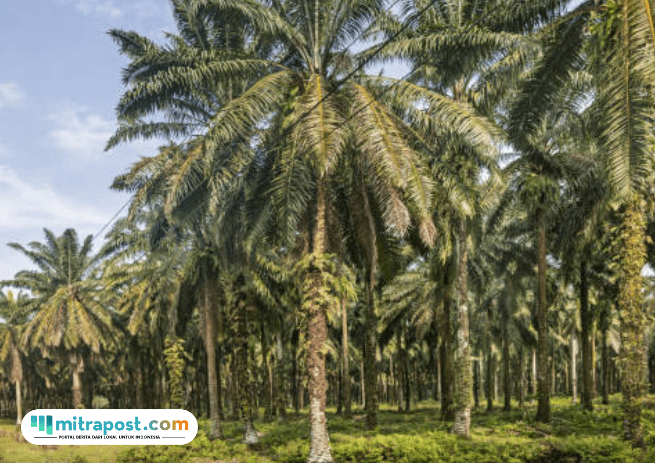 Foto: Kejayaan Perkebunan Kelapa Sawit (sumber: istock)