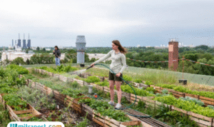 Foto: Fenomena Urban Farming (sumber: istock)