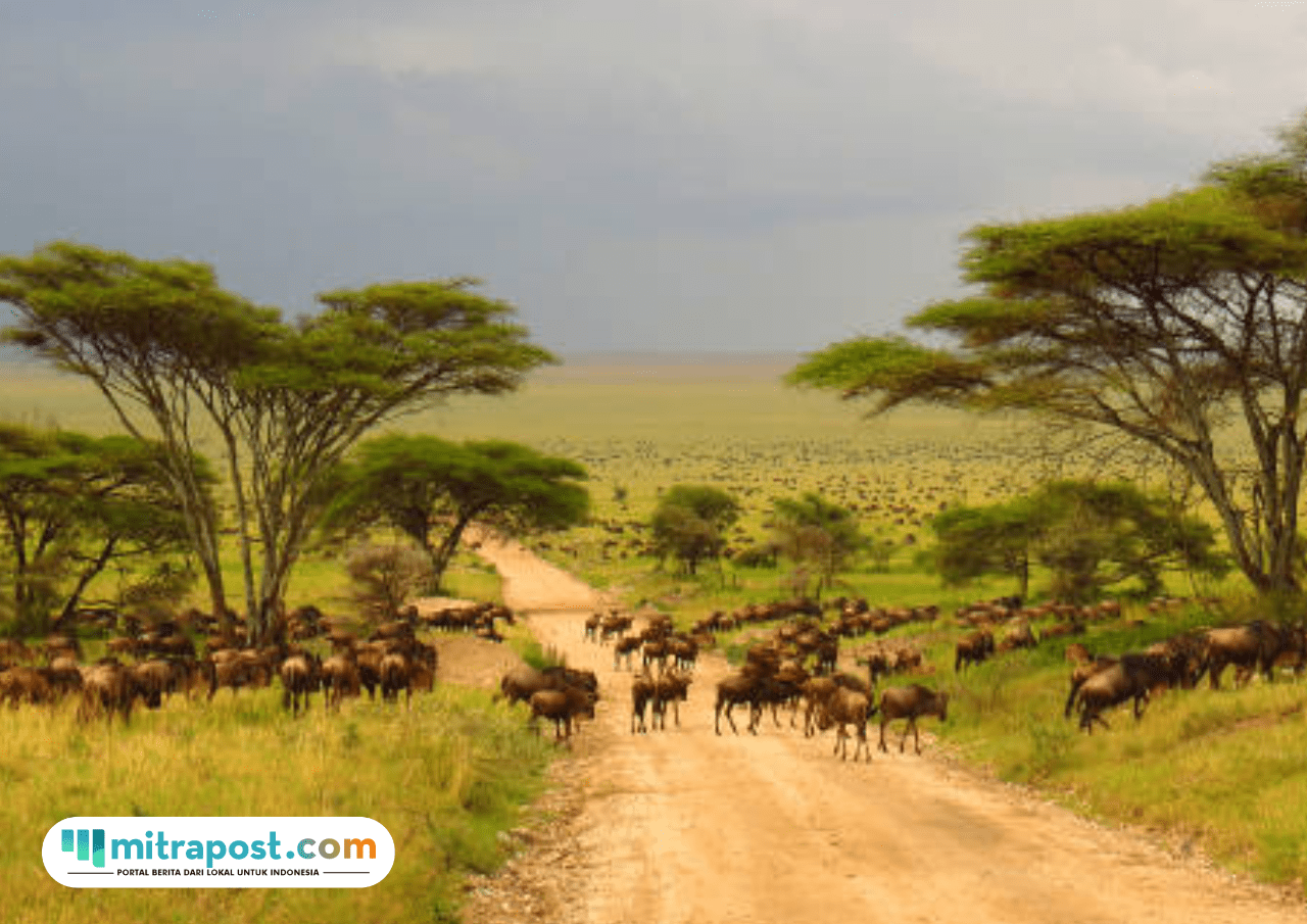 Foto: ilustrasi Taman Nasional (sumber: istock)