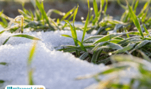 Foto: Wilayah di Indonesia yang Terdampak Suhu Dingin (sumber: istock)