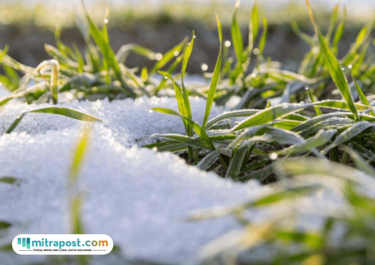 Foto: Wilayah di Indonesia yang Terdampak Suhu Dingin (sumber: istock)