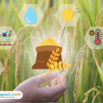 Foto: ilustrasi Sistem Ketahanan Pangan Nasional (sumber: istock)