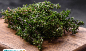 Foto: Daun Thyme Indonesia (sumber: istock)