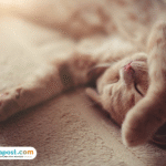 Foto: Fakta Menarik mengenai Jam Tidur Kucing yang Terlalu Lama (sumber: istock)