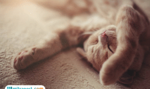 Foto: Fakta Menarik mengenai Jam Tidur Kucing yang Terlalu Lama (sumber: istock)