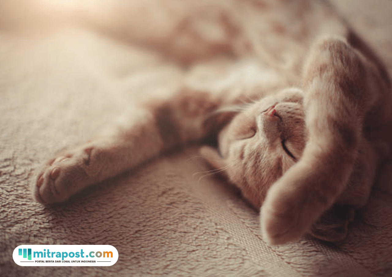 Foto: Fakta Menarik mengenai Jam Tidur Kucing yang Terlalu Lama (sumber: istock)