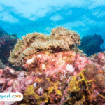 Foto: Proses Fotosintesis Air di Laut (sumber: istock)