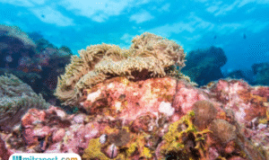 Foto: Proses Fotosintesis Air di Laut (sumber: istock)