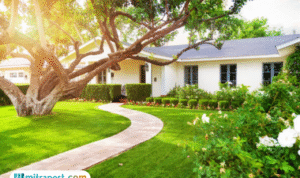 Foto: Manfaat Menanam Pohon di Sekitar Rumah (sumber: istock)