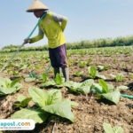 Foto : Sudarto sedang sibuk menyirami tanaman tembakau di lahan miliknya, Desa Kebonturi Kecamatan Jaken Kabupaten Pati, Sabtu (16/08/2025) pagi. (Sumber. Mitrapost.com/ Ilham)
