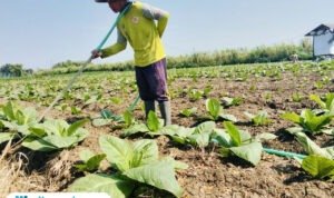 Foto : Sudarto sedang sibuk menyirami tanaman tembakau di lahan miliknya, Desa Kebonturi Kecamatan Jaken Kabupaten Pati, Sabtu (16/08/2025) pagi. (Sumber. Mitrapost.com/ Ilham)