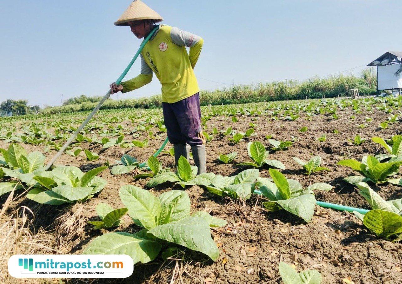 Foto : Sudarto sedang sibuk menyirami tanaman tembakau di lahan miliknya, Desa Kebonturi Kecamatan Jaken Kabupaten Pati, Sabtu (16/08/2025) pagi. (Sumber. Mitrapost.com/ Ilham)