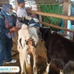 Foto : Pemberian vaksin terhadap hewan ternak sapi, belum lama ini. (Dok. Dispertan Kabupaten Pati)