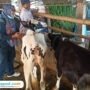 Foto : Pemberian vaksin terhadap hewan ternak sapi, belum lama ini. (Dok. Dispertan Kabupaten Pati)