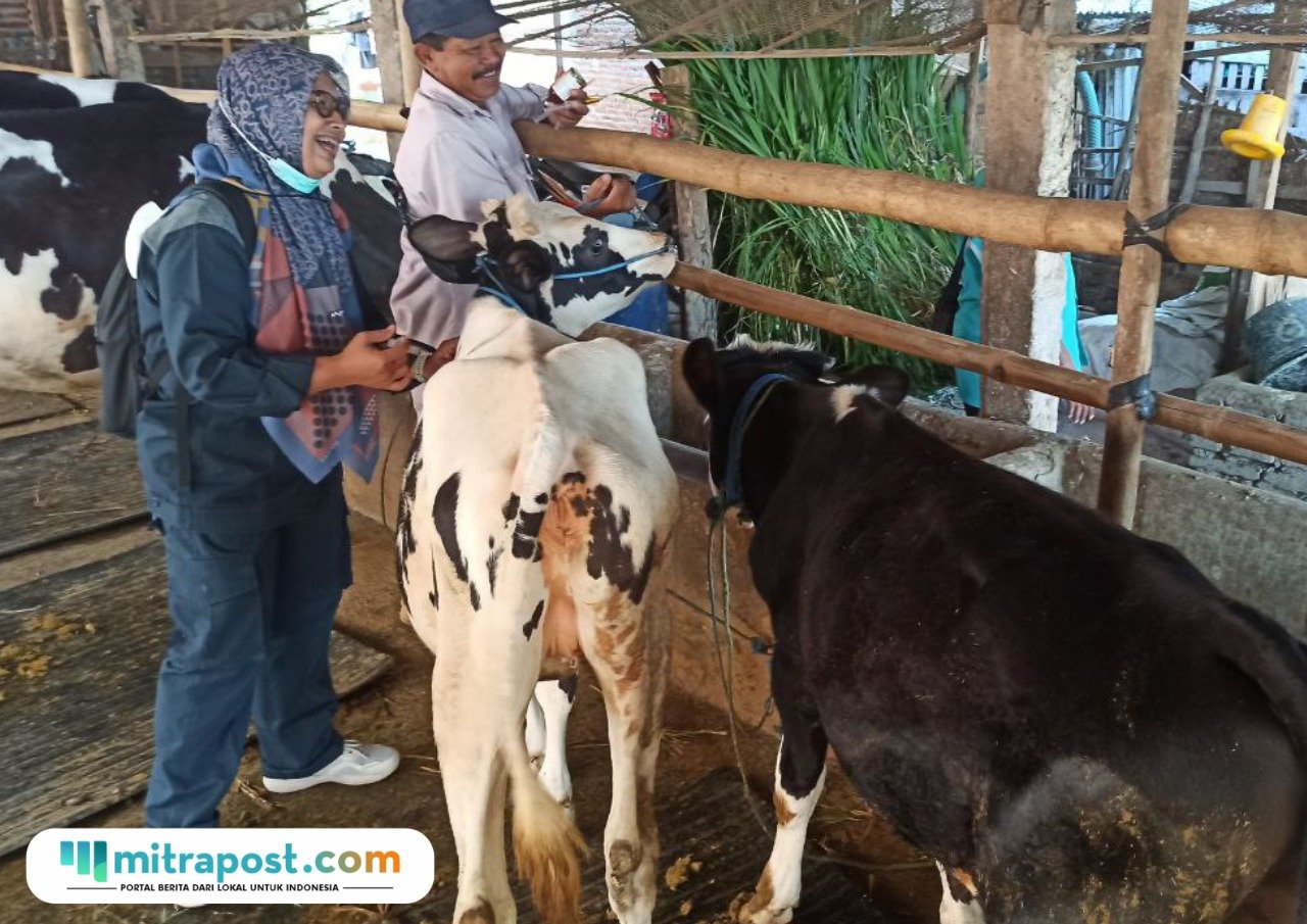 Foto : Pemberian vaksin terhadap hewan ternak sapi, belum lama ini. (Dok. Dispertan Kabupaten Pati)