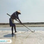 Foto : Petambak garam di Kecamatan Batangan tengah memanen hasilnya, belum lama ini. (Sumber. Mitrapost.com/ Ilham)