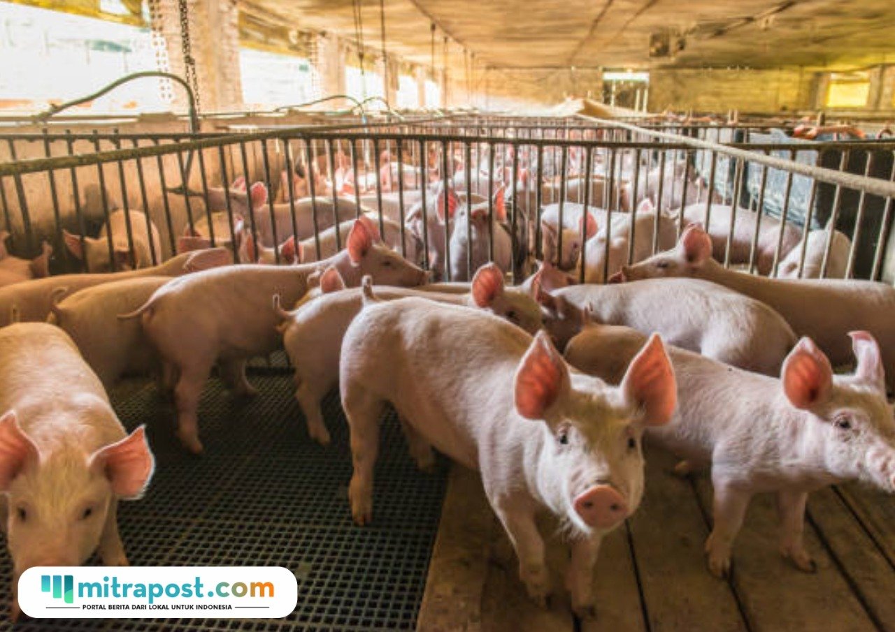 Ilustrasi peternakan babi/istock