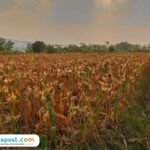 Foto: jagung siap panen (Mitrapost.com/ Kafi)