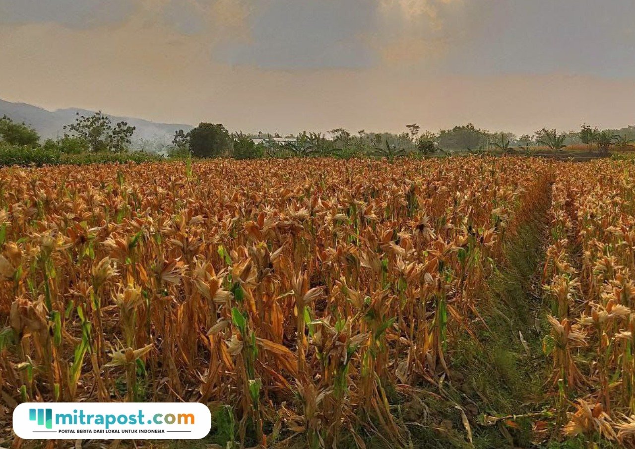 Foto: jagung siap panen (Mitrapost.com/ Kafi)