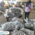 Foto : Tangkapan ikan di Tempat Pelelangan Ikan (TPI) II Juwana. (Sumber. Mitrapost.com/ Ilham)