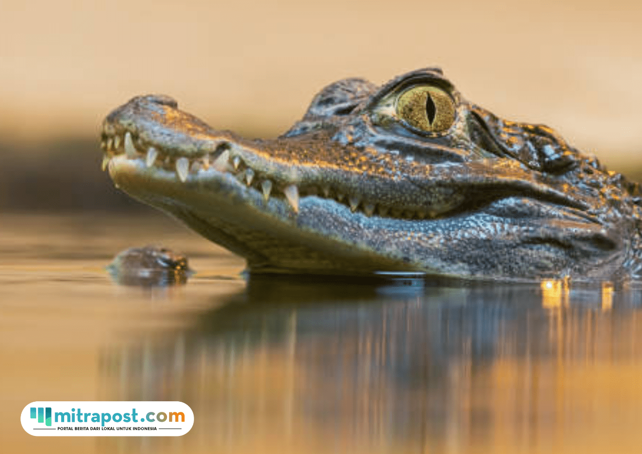 Basarnas Temukan Jasad Korban Tewas Diterkam Buaya di Sungai Menduk Bangka