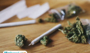 Alumni UIN Suska Riau Ditangkap Atas Peredaran 63 Kg Ganja Kering, Simpan Barang Bukti di Plafon Kampus