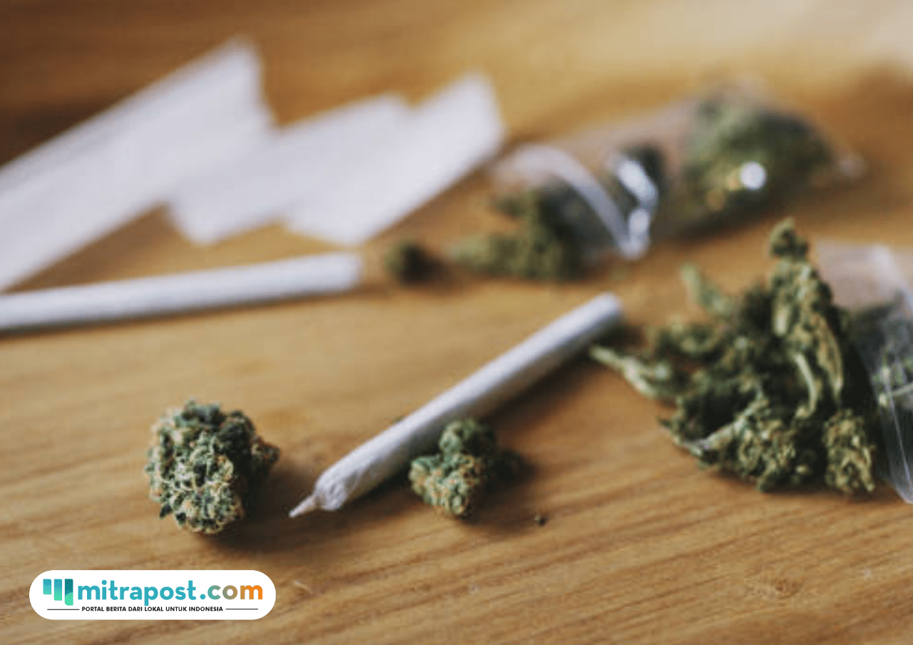 Alumni UIN Suska Riau Ditangkap Atas Peredaran 63 Kg Ganja Kering, Simpan Barang Bukti di Plafon Kampus