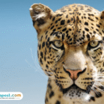 Heboh Kabar Macan Tutul Kabur dari Lembang Park & Zoo, Belum Ditemukan Sampai Sekarang