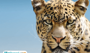 Heboh Kabar Macan Tutul Kabur dari Lembang Park & Zoo, Belum Ditemukan Sampai Sekarang