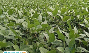 Foto: Hamparan lahan kedelai di Desa Trimulyo (Mitrapost.com/ Dispertan Pati)