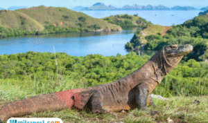Foto: Pulau Komodo (sumber: istock)