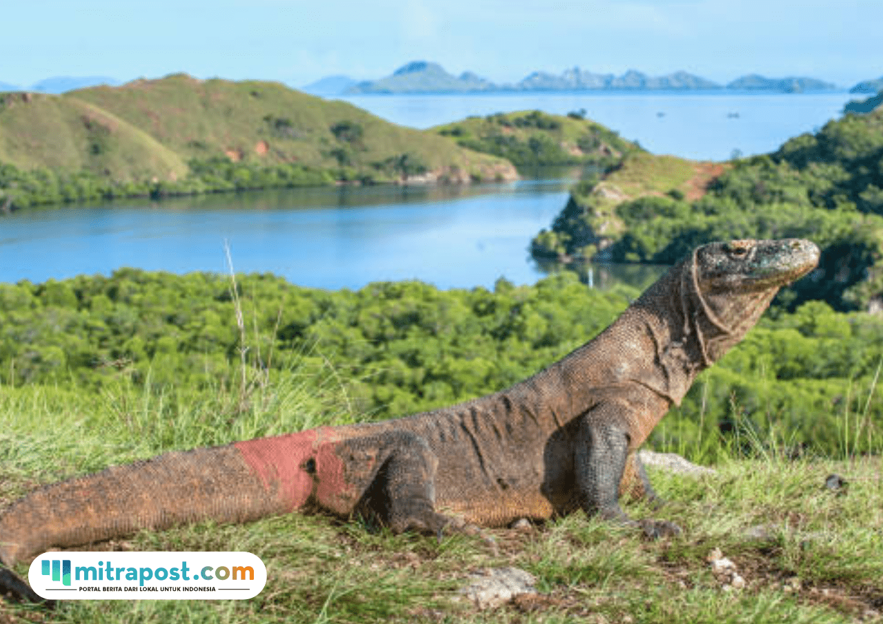 Foto: Pulau Komodo (sumber: istock)