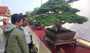 Foto: warga Pati saat melihat bonsai mahakarya yang berada di Halaman Stadion Joyokusumo Pati (Mitrapost.com/ Kafi) 