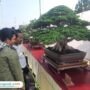Foto: warga Pati saat melihat bonsai mahakarya yang berada di Halaman Stadion Joyokusumo Pati (Mitrapost.com/ Kafi) 