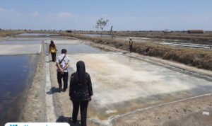 Foto: DKP Kabupaten Pati saat meninjau produksi garam di lahan milik petani (Mitrapost.com/ DKP Pati)