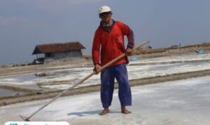 Foto: Petani saat menggaruk garam di meja produksi (Mitrapost.com/ Kafi)