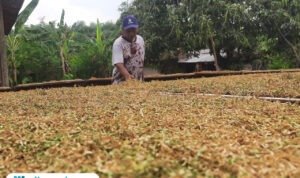 Foto: Eko Novin Arifianto (42), petani tembakau asal Desa Sumberagung, Kecamatan Jaken, Kabupaten Pati saat memilah tembakau yang dijemur (Mitrapost.com/ Kafi)