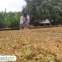 Foto: Eko Novin Arifianto (42), petani tembakau asal Desa Sumberagung, Kecamatan Jaken, Kabupaten Pati saat memilah tembakau yang dijemur (Mitrapost.com/ Kafi)
