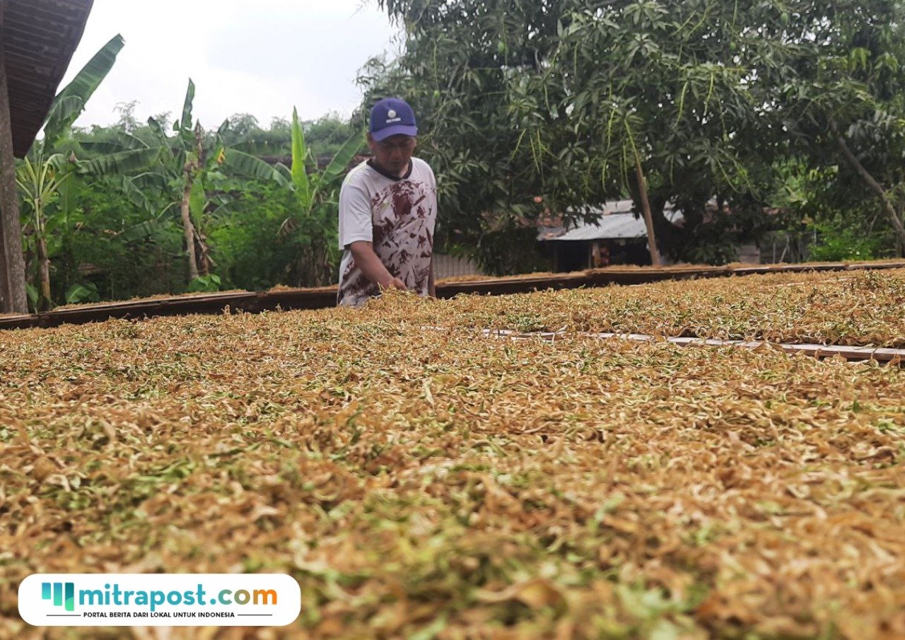 Foto: Eko Novin Arifianto (42), petani tembakau asal Desa Sumberagung, Kecamatan Jaken, Kabupaten Pati saat memilah tembakau yang dijemur (Mitrapost.com/ Kafi)