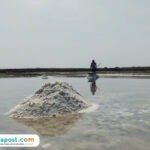 Foto : Petambak garam di Pati melakukan panen raya di bulan Juli 2024 lalu. (Sumber. Mitrapost.com/ Ilham)