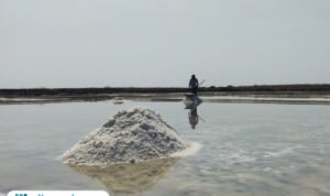 Foto : Petambak garam di Pati melakukan panen raya di bulan Juli 2024 lalu. (Sumber. Mitrapost.com/ Ilham)