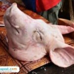 Ilustrasi kepala babi/istock
