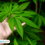 Terbongkar Ada Ladang Ganja di Desa Krisik Blitar Buntut Penangkapan Perusuh Demo yang Teler