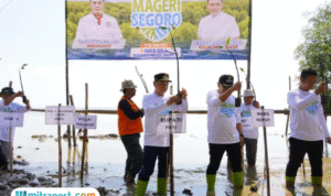 Foto: penanaman pohon mangrove di pesisir Desa Banyutowo, Kecamatan Dukuhseti (Mitrapost.com/ dok pribadi)