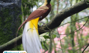 Foto: Potret Burung Cenderawasih (sumber: istock) Foto: Potret Burung Cenderawasih (sumber: istock)