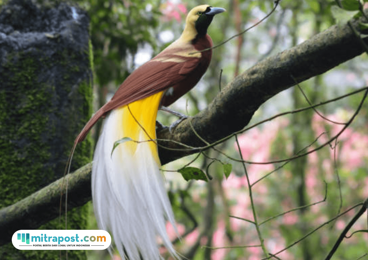 Foto: Potret Burung Cenderawasih (sumber: istock)