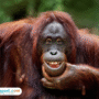 Foto: ilustrasi orang utan (sumber: istock)