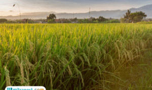 Foto: ilustrasi lahan sawah tempat menanam padi (sumber: istock)