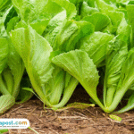 Foto: ilustrasi sayur sawi (sumber: istock)