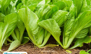 Foto: ilustrasi sayur sawi (sumber: istock)